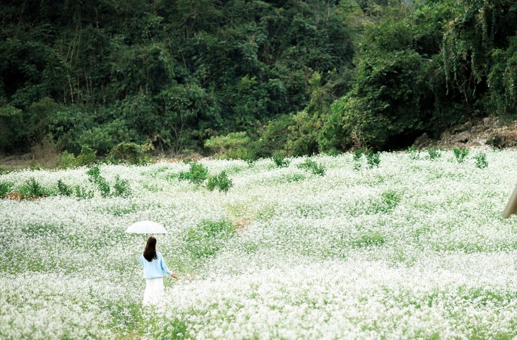 Cánh đồng hoa cải trắng giữa thung lũng Mộc Châu trong sương sớm