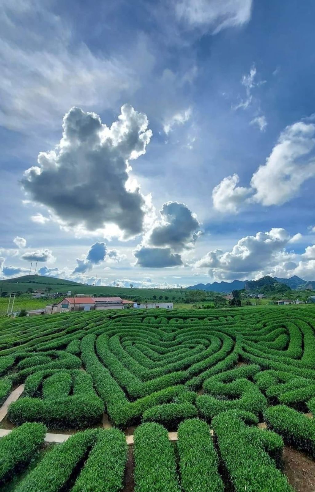  Đồi chè Trái Tim Mộc Châu với những luống chè xanh cắt tỉa hình trái tim