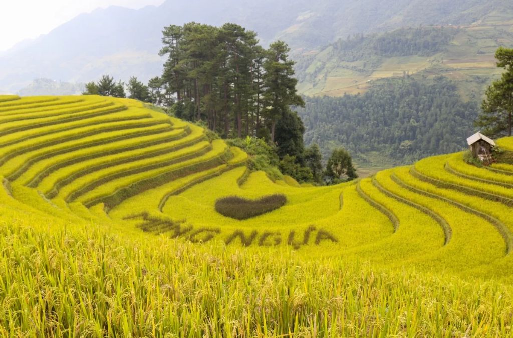 Ruộng bậc thang Đồi Móng Ngựa mùa lúa chín