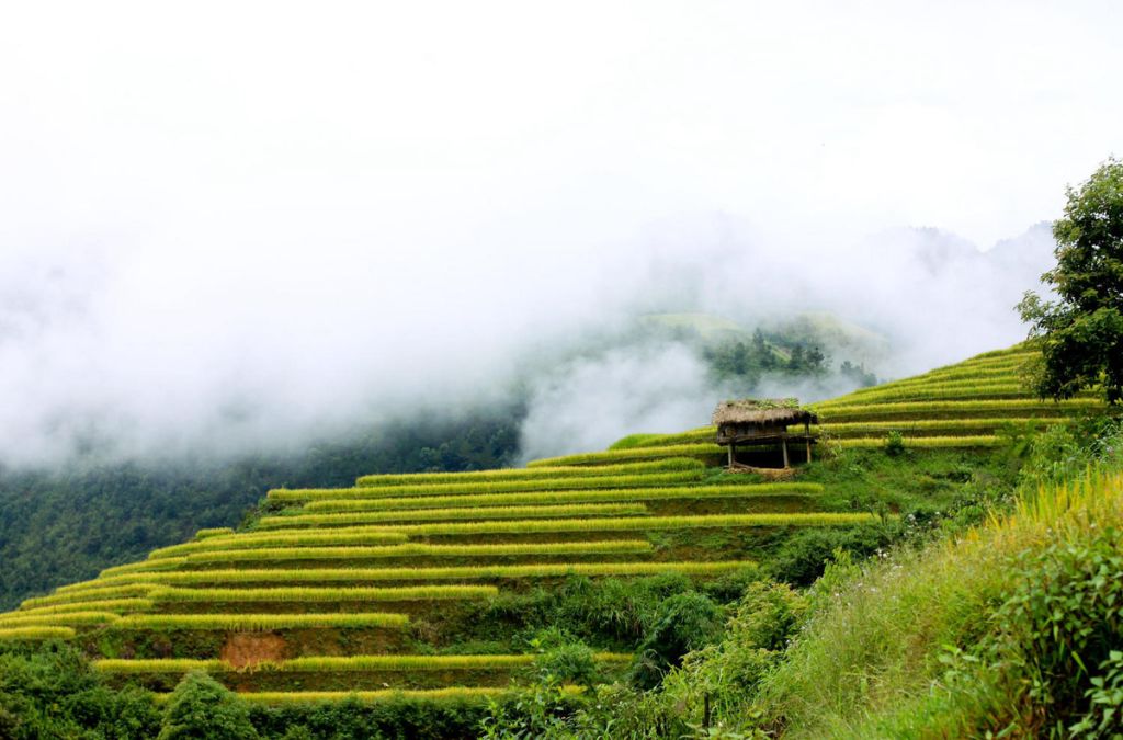 Ruộng bậc thang Chế Cu Nha trong sương núi