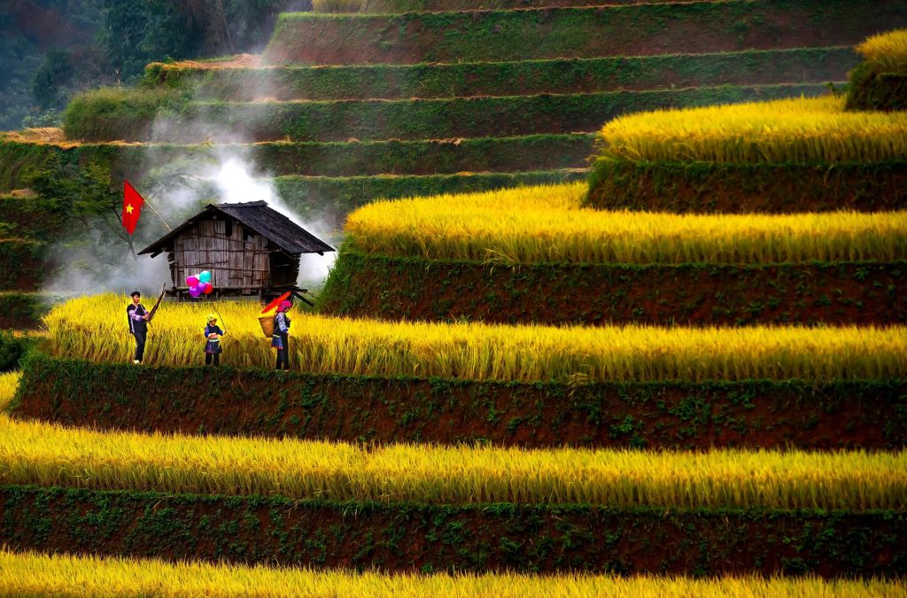 Người dân thu hoạch lúa trên ruộng bậc thang Mù Cang Chải