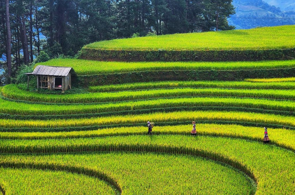Ruộng bậc thang Mù Cang Chải mùa lúa xanh