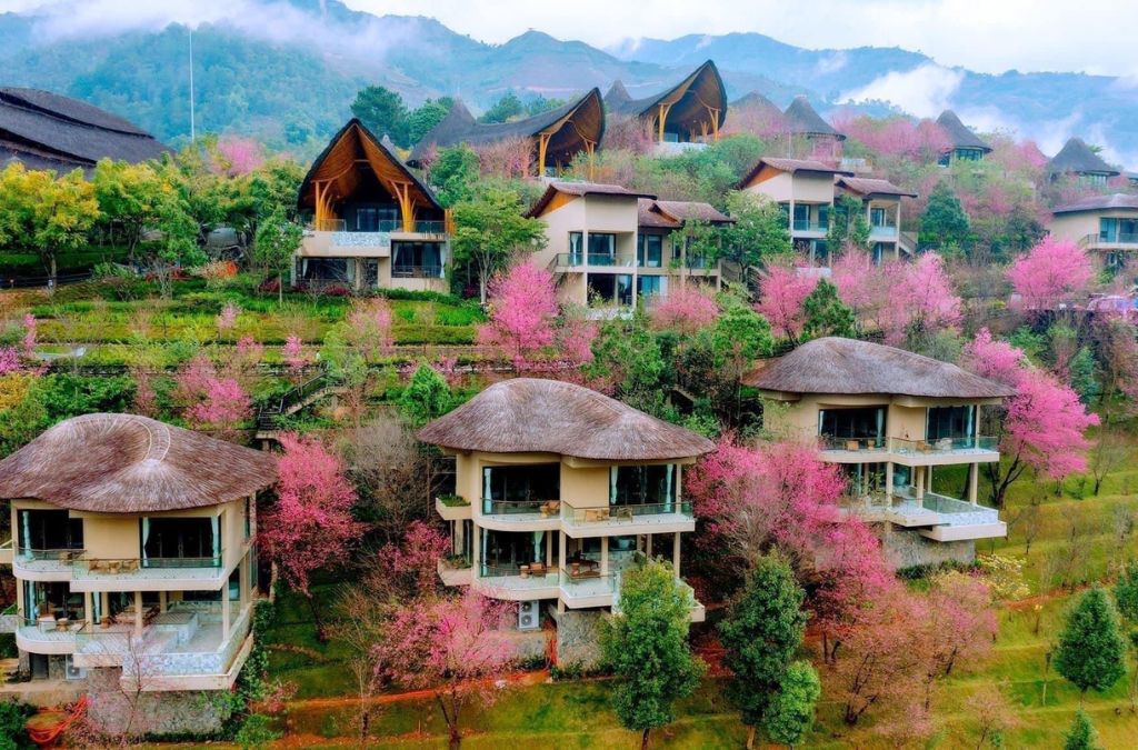 Hoa Tớ Dày nở quanh bản làng Mù Cang Chải