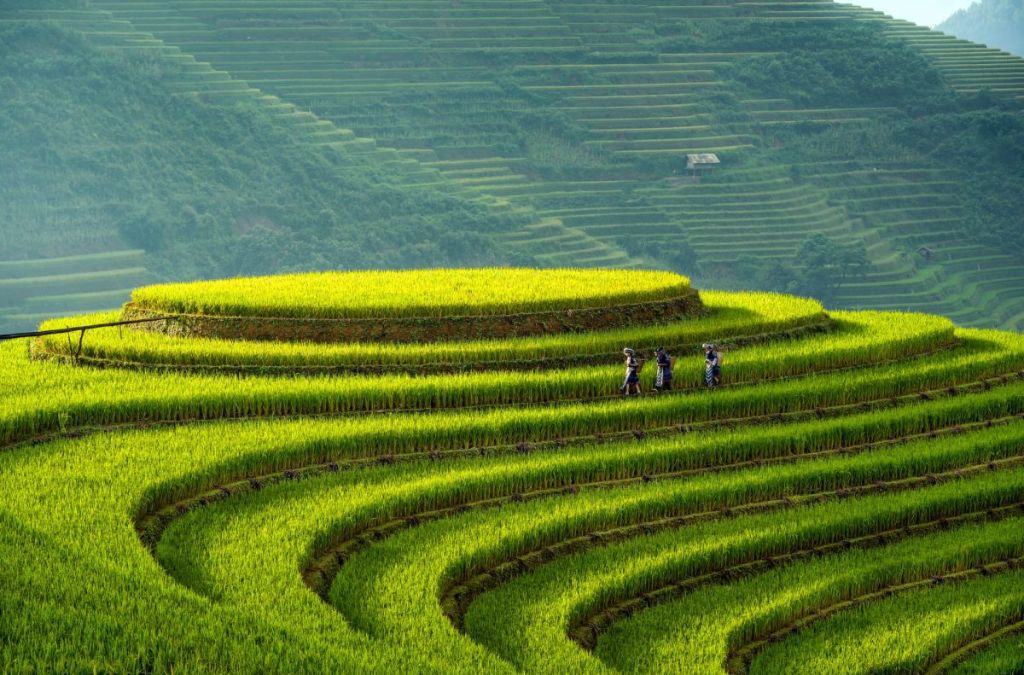 Ruộng bậc thang La Pán Tẩn xanh mướt
