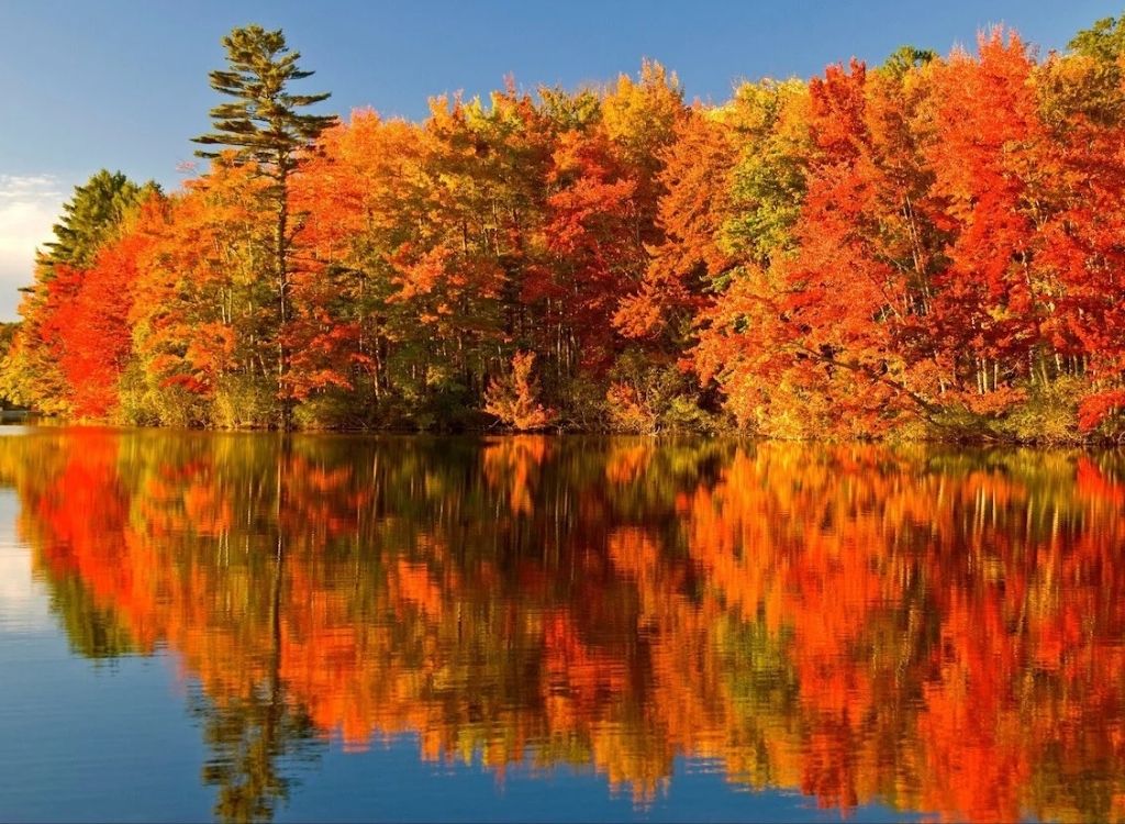 Rừng phong miền Đông Canada