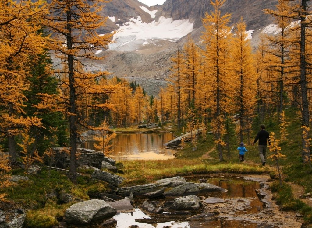 Rừng larch miền Tây Canada