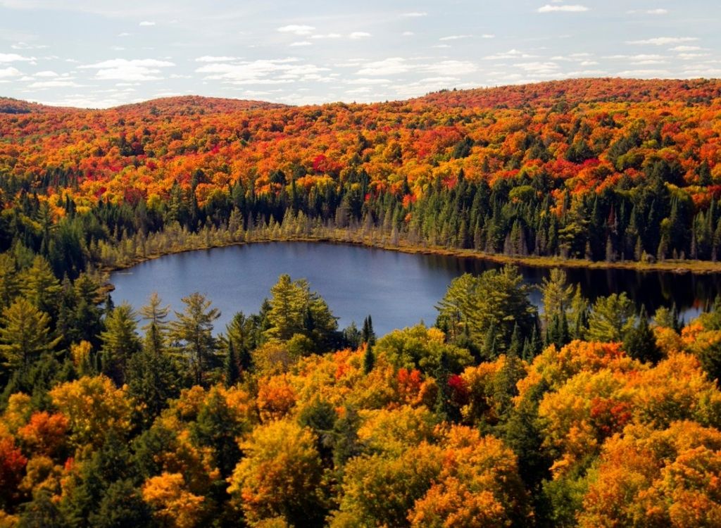 Lá phong tại Công viên Algonquin