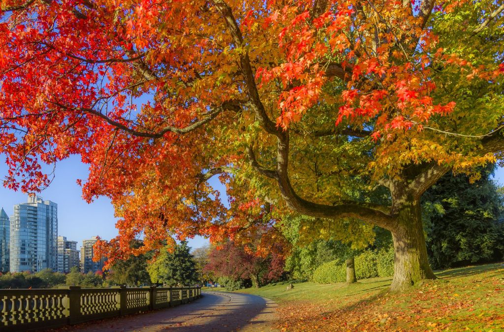 Cây phong đỏ tại Stanley Park Vancouver