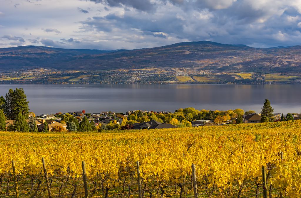 Vườn nho Okanagan chuyển vàng vào mùa thu
