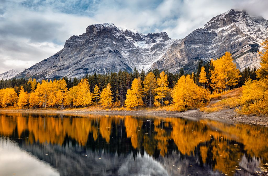 Hàng thông vàng bên hồ tại Banff mùa thu