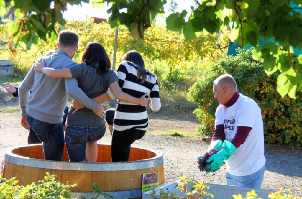 Hoạt động giẫm nho tại thung lũng Okanagan