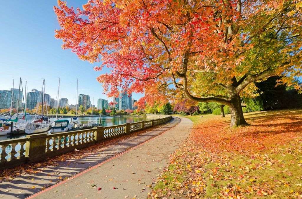 Hàng cây phong đỏ bên lối đi ven hồ Canada