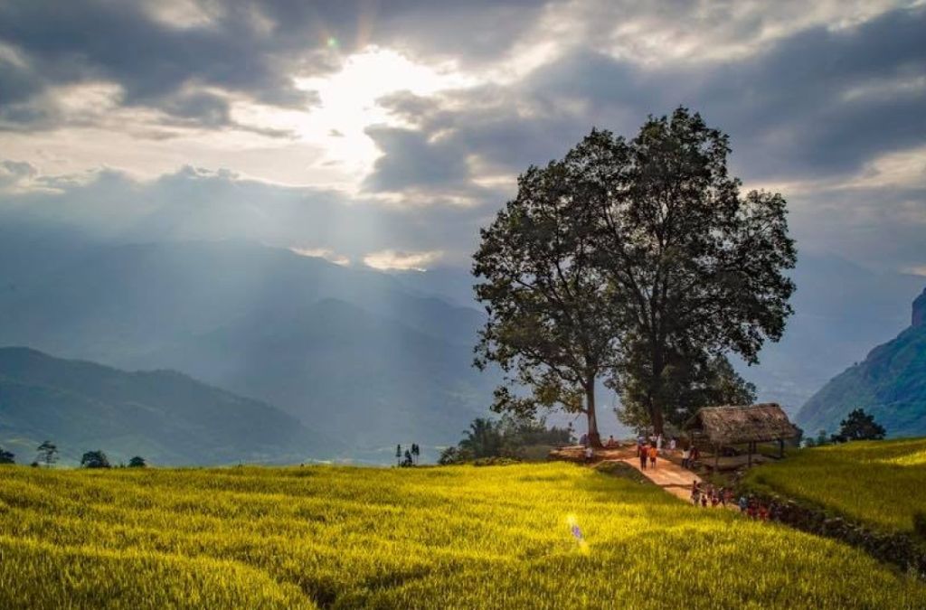 Cây cổ thụ giữa ruộng lúa chín tại Y Tý