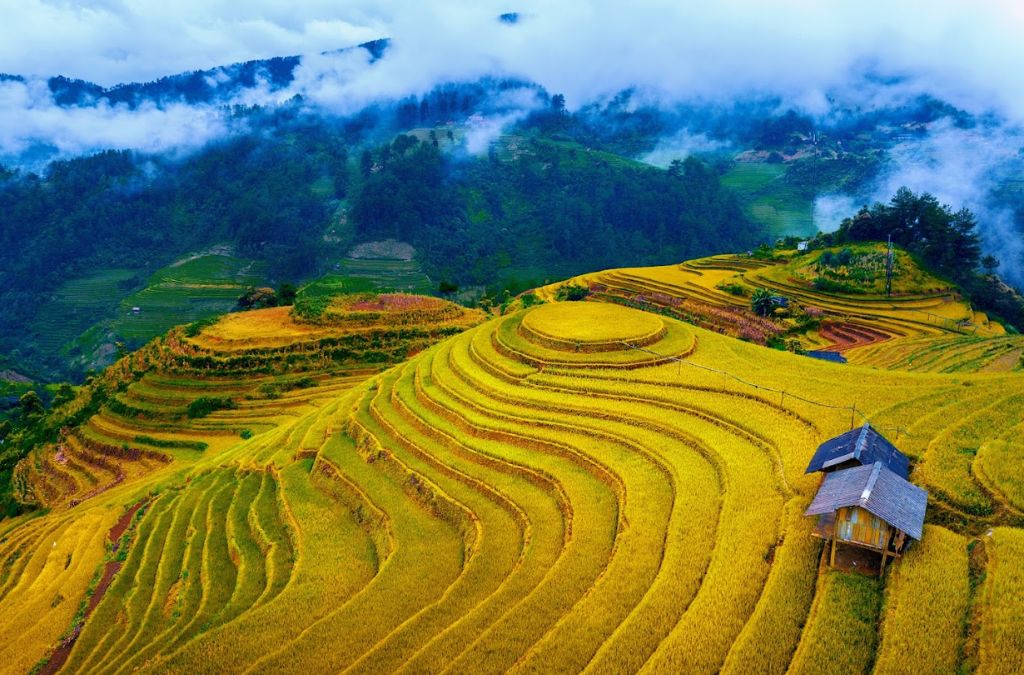 Ruộng bậc thang chín vàng giữa mây núi miền Bắc