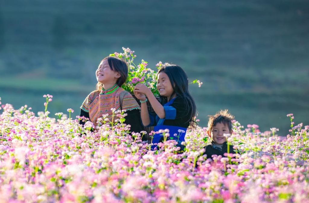 Chụp ảnh giữa cánh đồng hoa tam giác mạch