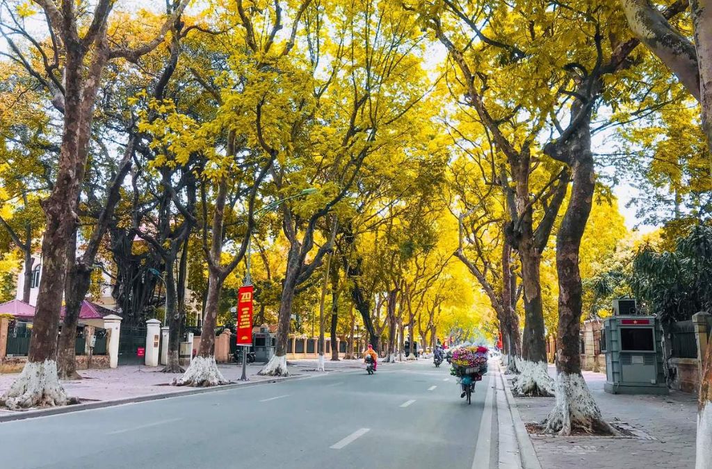 Đường Phan Đình Phùng Hà Nội rợp hàng cây vàng