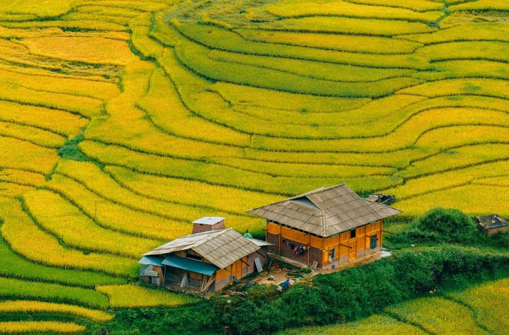 Nhà gỗ giữa ruộng bậc thang chín vàng ở Sa Pa