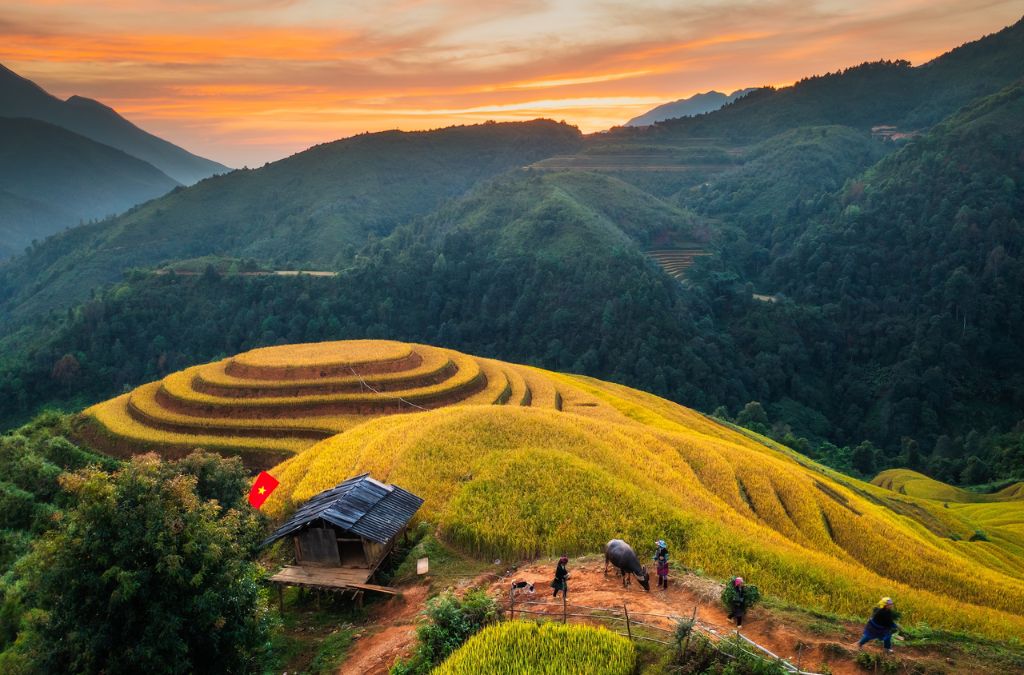 Đồi Mâm Xôi mùa lúa chín tại Mù Cang Chải