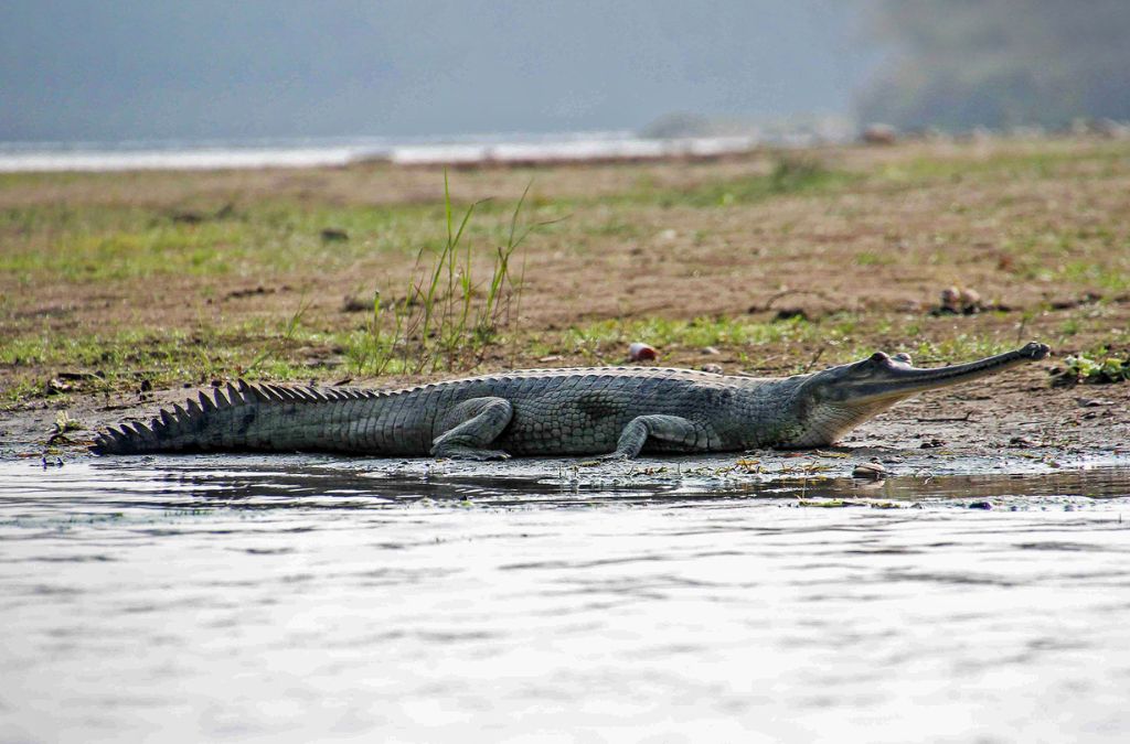 Cá sấu trên bờ sông Rapti tại Chitwan