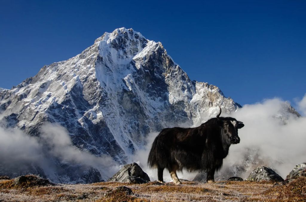 Bò yak trước núi tuyết trong Vườn quốc gia Sagarmatha