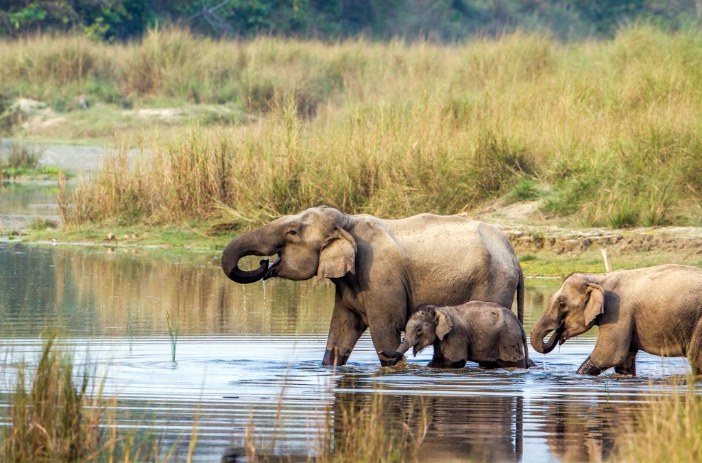 Đàn voi di chuyển qua vùng đầm nước tại Chitwan