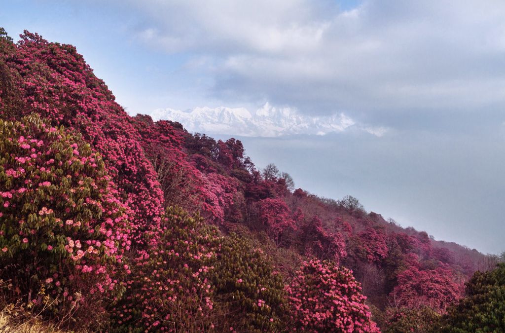 Hoa đỗ quyên nở trên triền núi tại Nepal