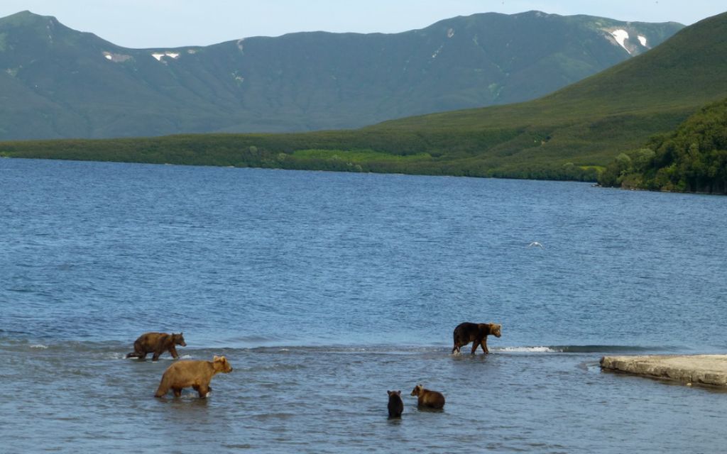 Những con gấu nâu kiếm ăn dưới hồ Kuril tại Kamchatka