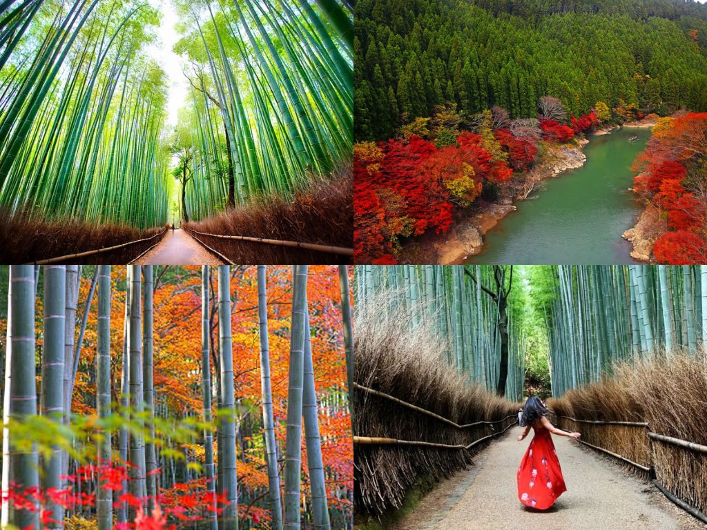 Rừng tre Arashiyama 
