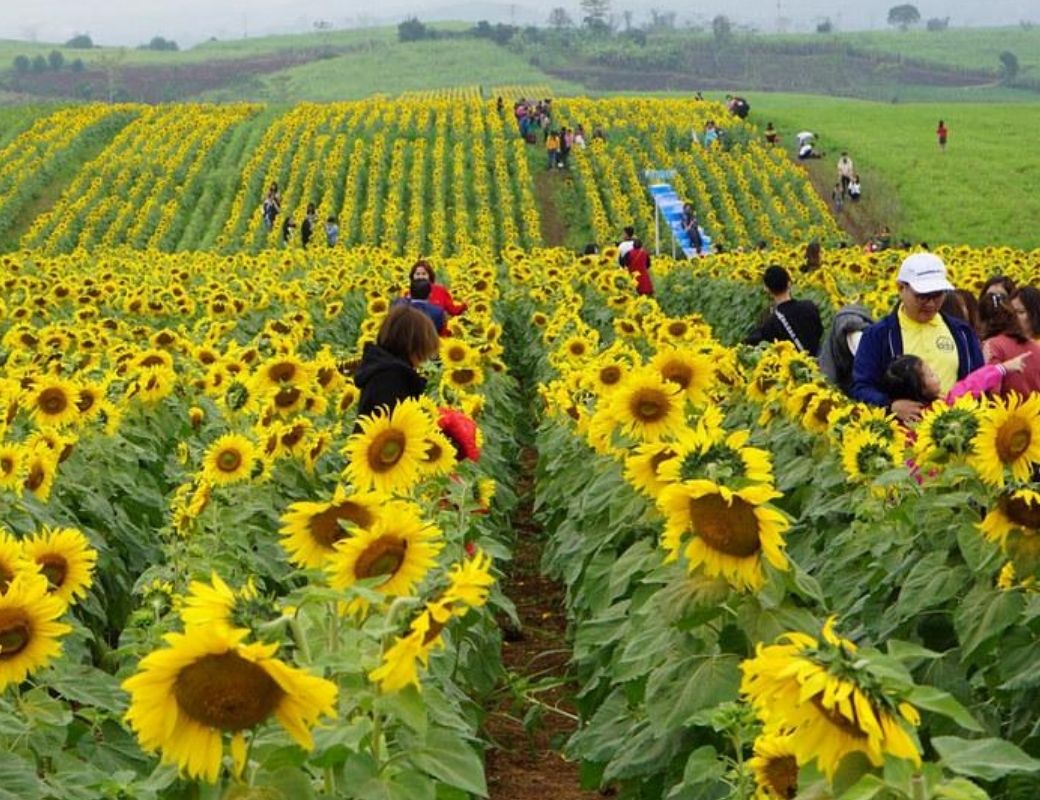 Hoa hướng dương ở Nghĩa Đàn. 