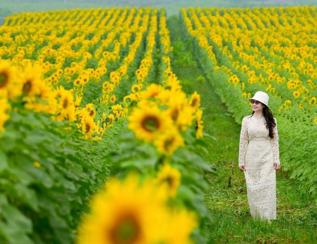 Cánh đồng hoa hướng dương Nghĩa Đàn. 