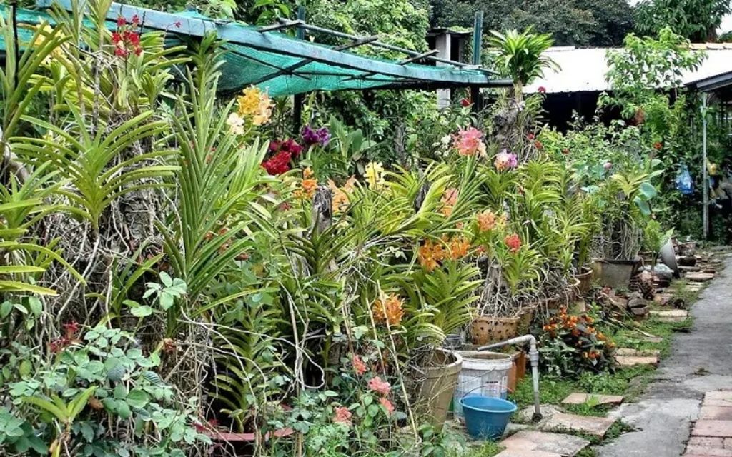 Vườn lan và cổ vật nhà cổ Bình Thủy 