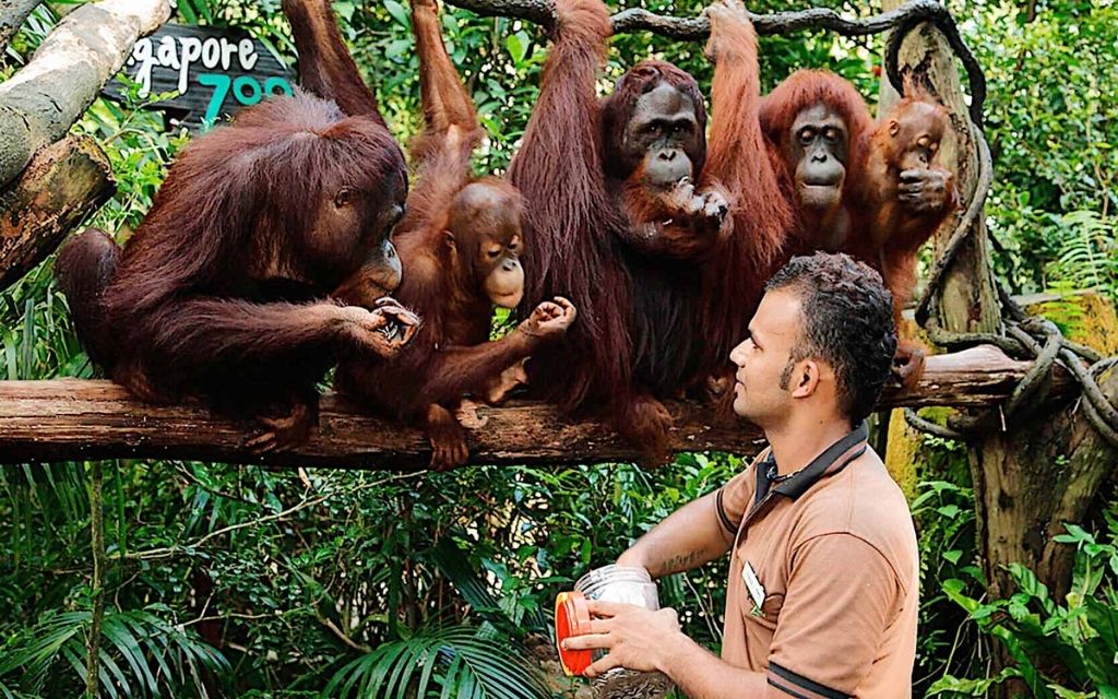 Động vật tại Singapore Zoo 