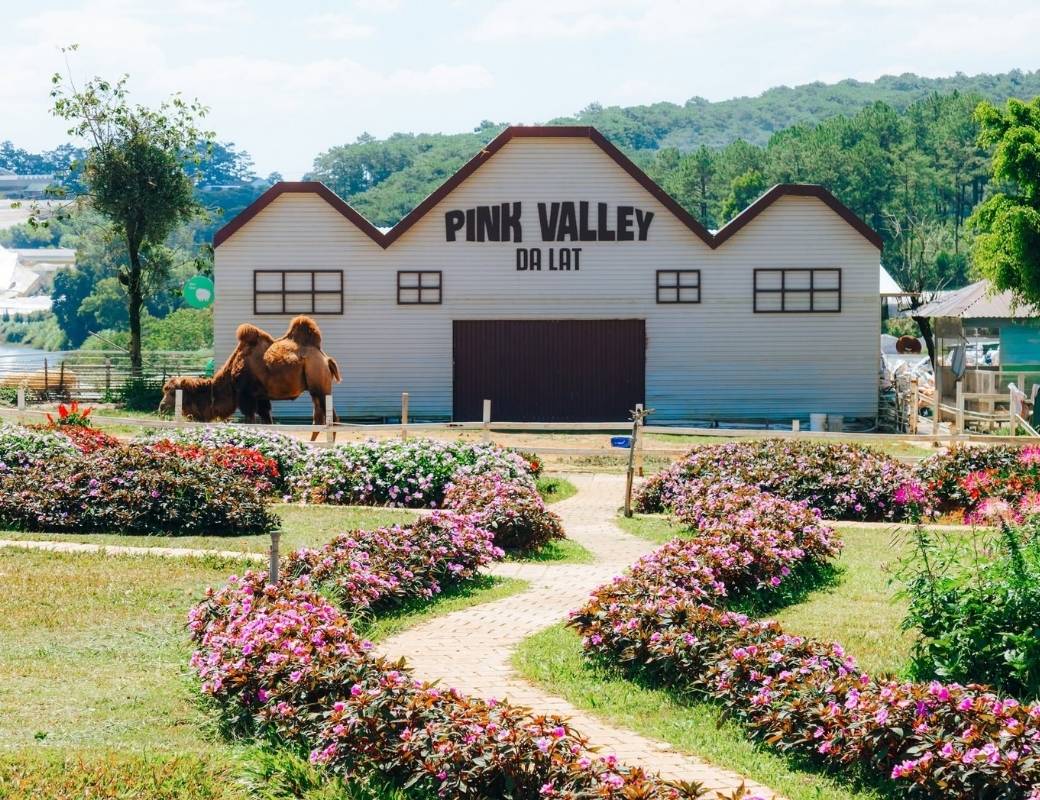 Những khóm hoa nhiều màu sắc tại Pink Valley Đà Lạt.