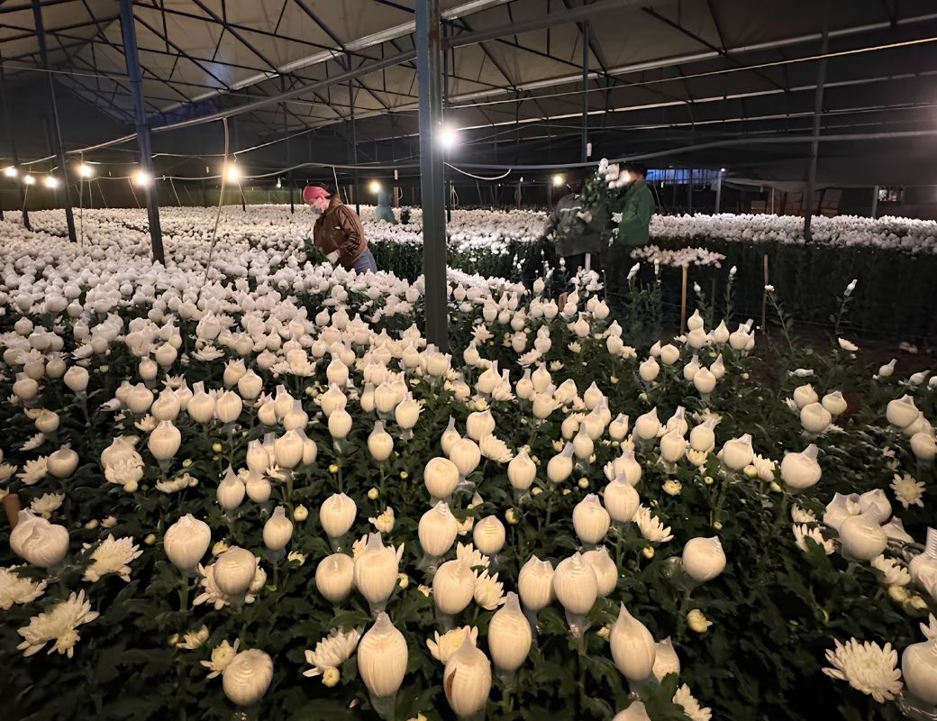 Hoa trồng trong nhà kính tại Langbiang Farm Đà Lạt