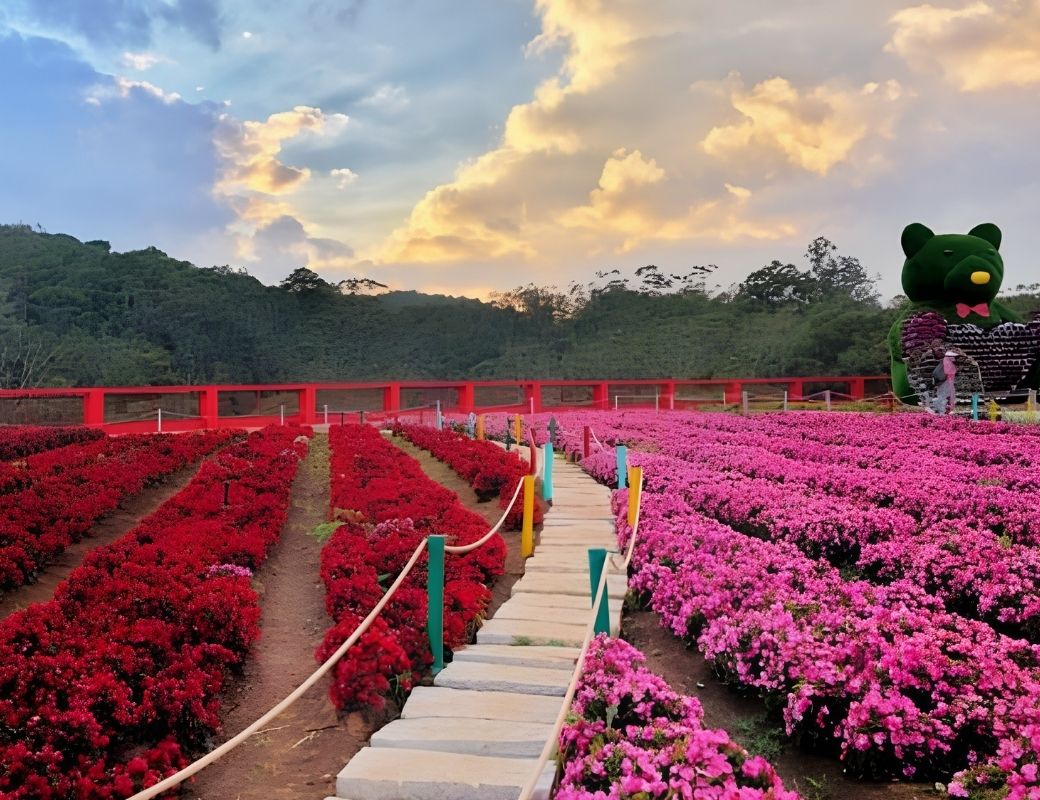 Nông trại hoa Đà Lạt nhiều màu sắc.
