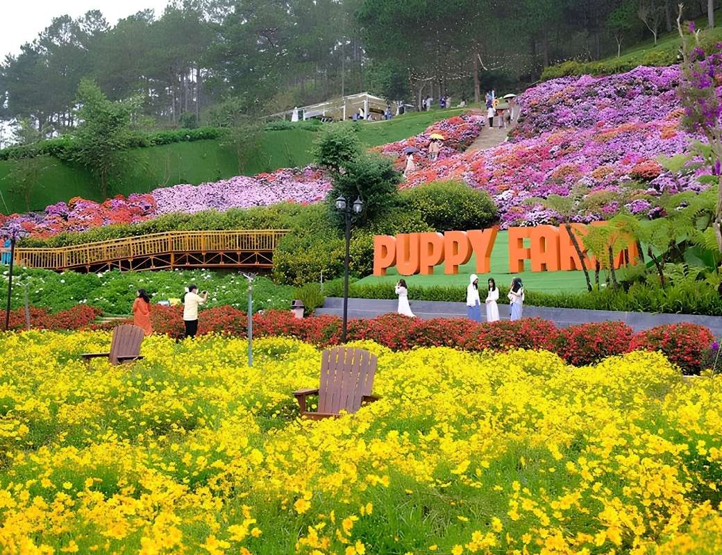 Đồi hoa nhiều màu sắc tại Puppy Farm Đà Lạt.
