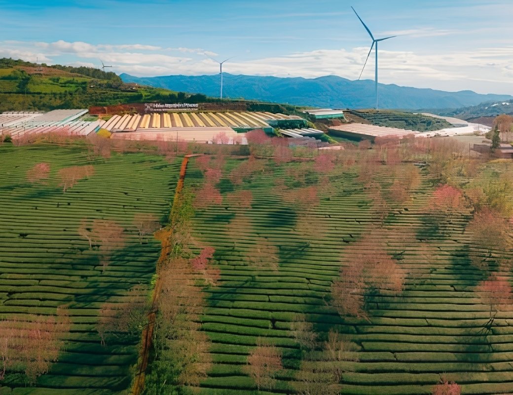 Mai anh đào giữa luống chè tại Cầu Đất Farm.