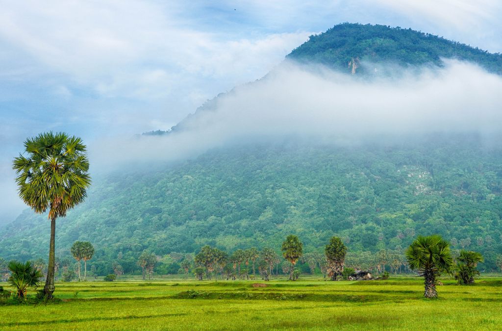 Núi Cấm phủ mây trắng phía sau cánh đồng xanh và hàng cây thốt nốt ở An Giang