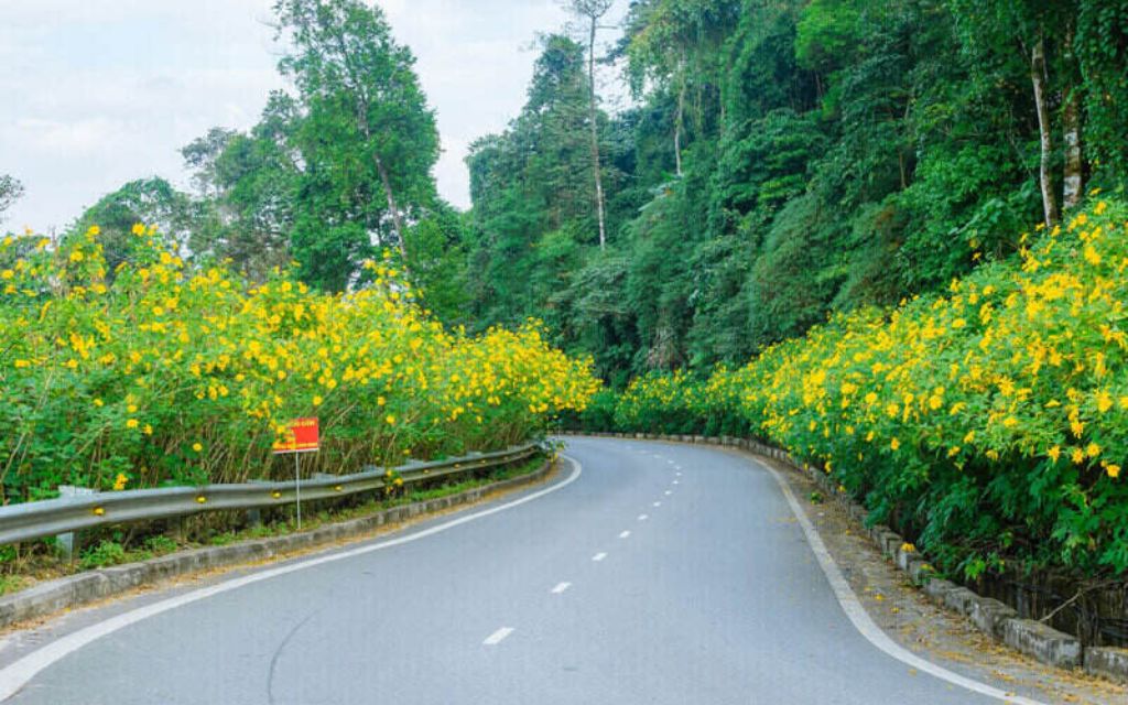 Hàm Rồng mùa hoa dã quỳ