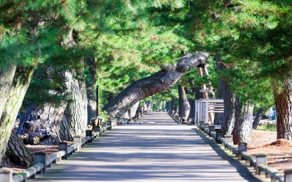 Rừng thông Miho-no-Matsubara