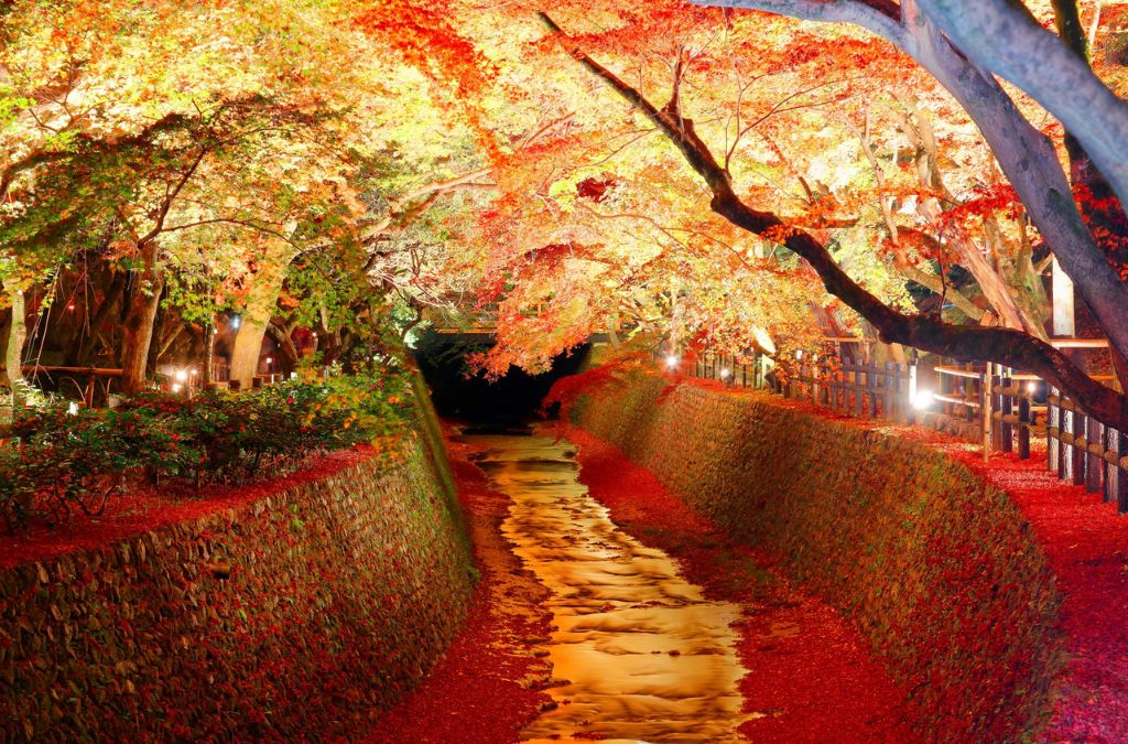 Momiji Corridor rực sáng trong mùa lá đỏ
