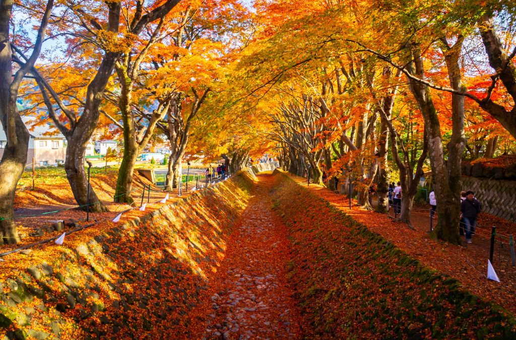 Con đường phủ lá vàng tại Momiji Corridor