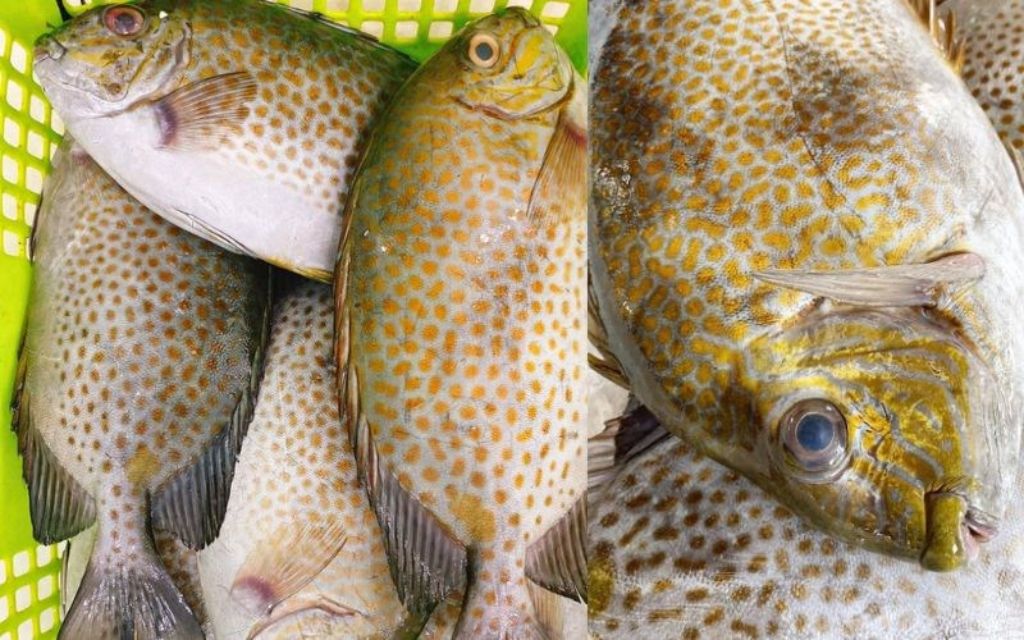 Cá dìa sống ở vùgn nước lợ