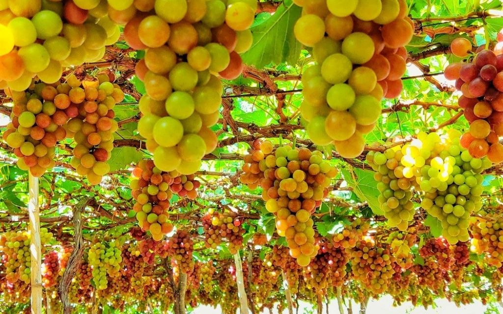 Vườn nho xanh trĩu quả tại Phan Rang