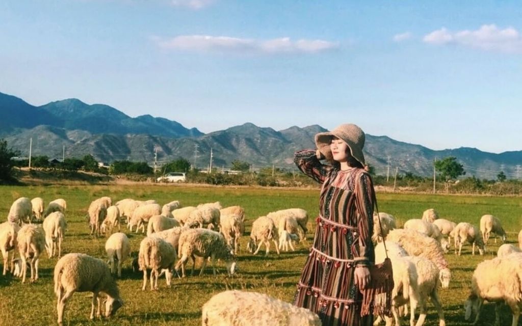 Đàn cừu tại đồng cừu An Hòa Phan Rang