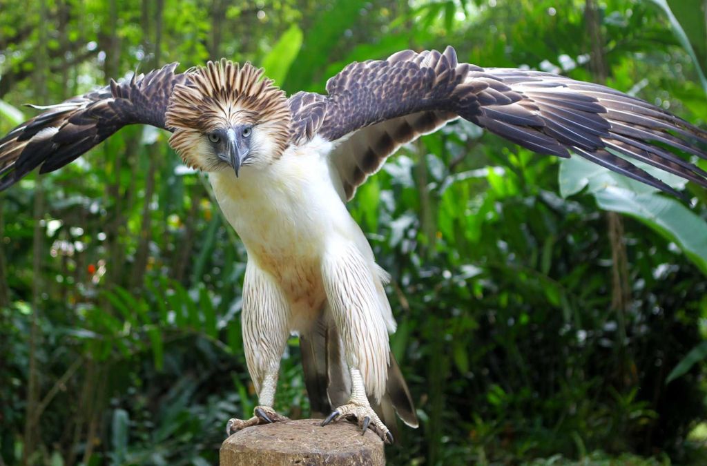 Đại bàng Philippines dang cánh tại trung tâm bảo tồn Davao