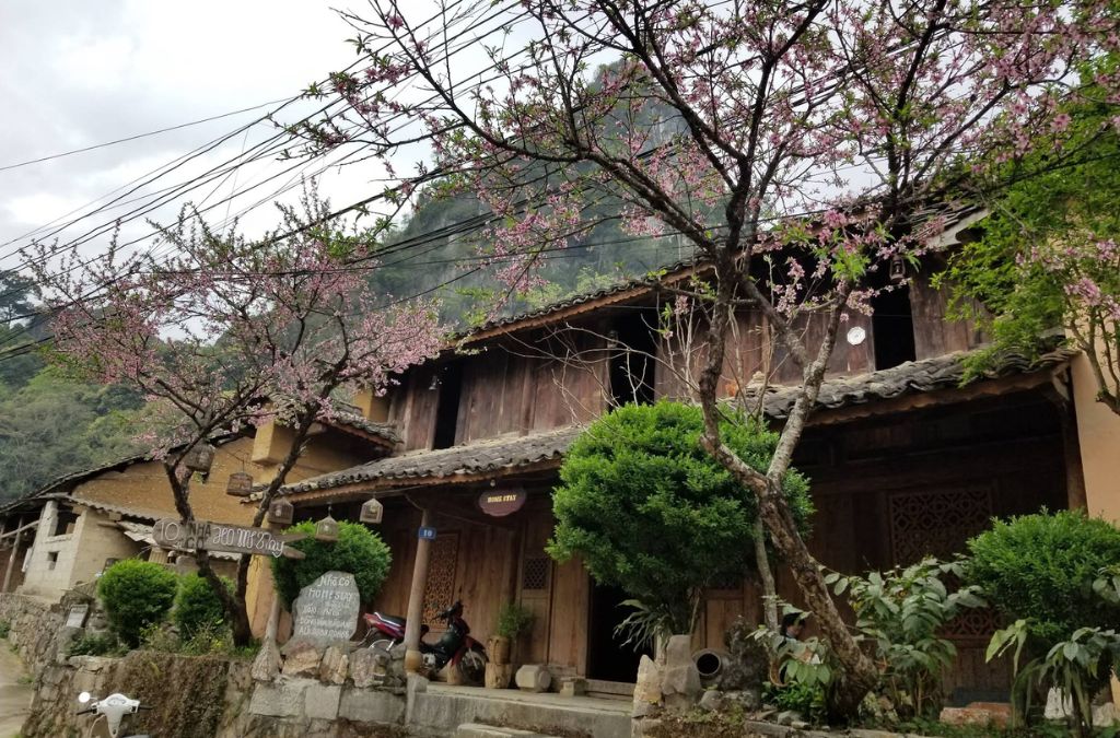 Hoa đào nở bên ngôi nhà cổ tại Đồng Văn