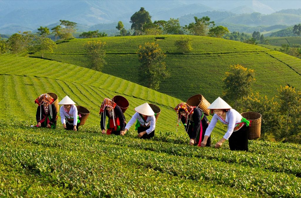 Những đồi chè xanh nối tiếp nhau ở Long Cốc