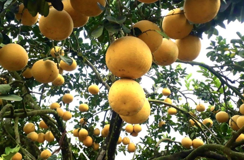 Các món đặc sản và sản phẩm địa phương có thể mua làm quà