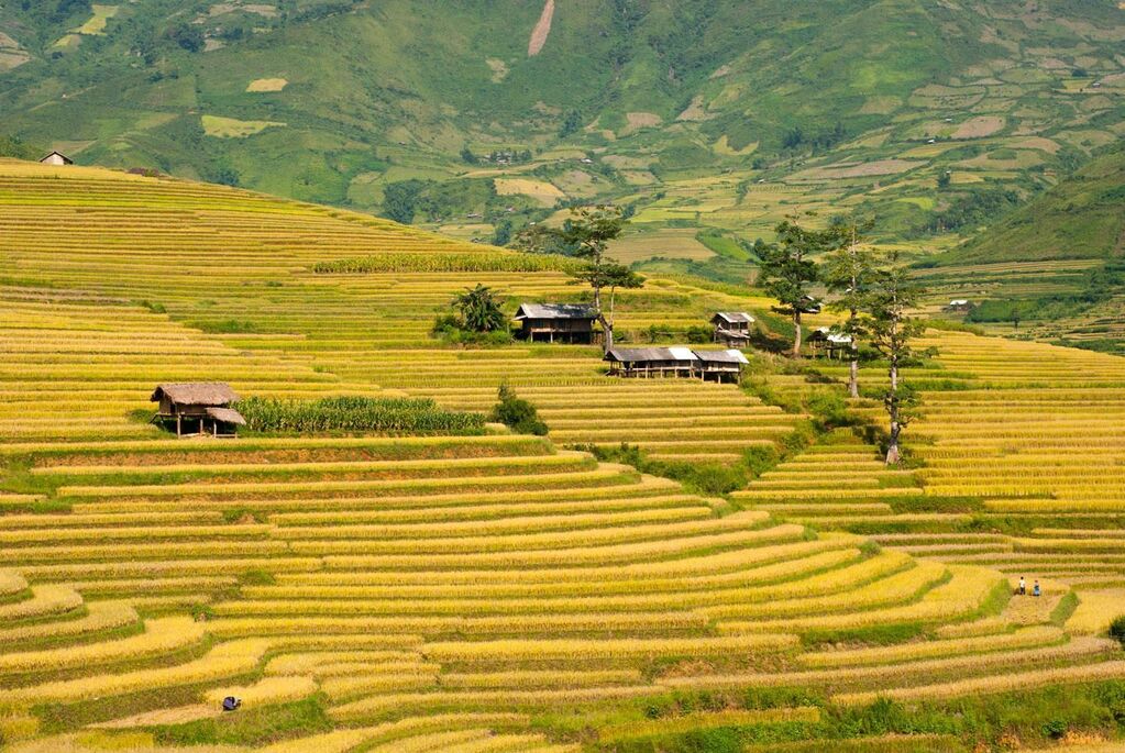 Ruộng bậc thang Tú Lệ
